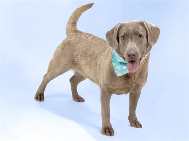 Pet of the week: Laci